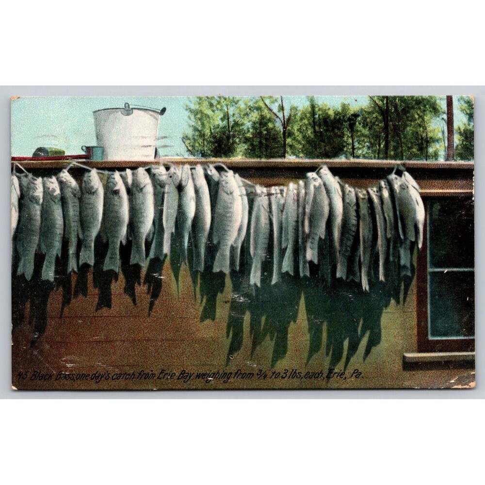 Postcard PA Erie 45 Black Bass One Day's Catch from 3/4 To 3 Pounds Posted 1907